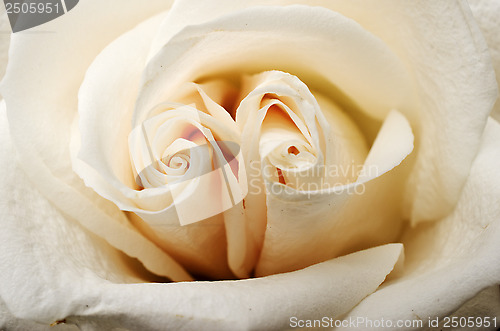 Image of beautiful tea rose petals close up