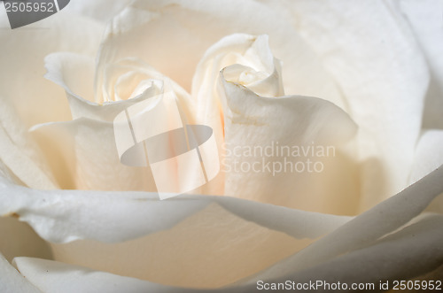 Image of beautiful tea rose petals close up