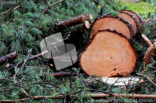 Image of felled pine tree in the forest