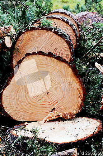 Image of felled and sawn pine tree in the forest