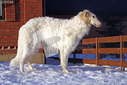 Image of thoroughbred borzoi dog