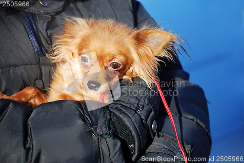 Image of funny rusty dog clothes in the hands of the master
