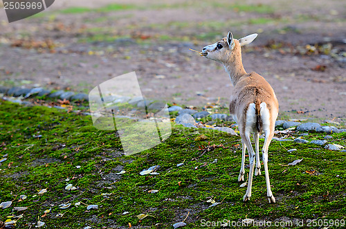 Image of Persian gazelle in the Helsinki Zoo