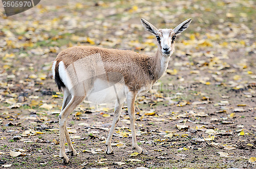 Image of Persian gazelle in the Helsinki Zoo