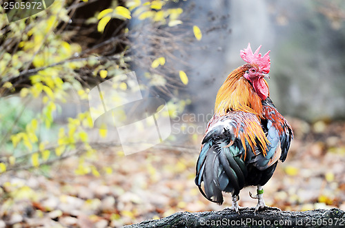 Image of big light brown cock