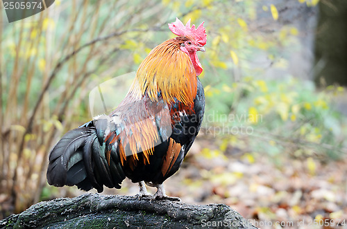 Image of big light brown cock