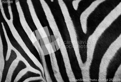 Image of zebra print