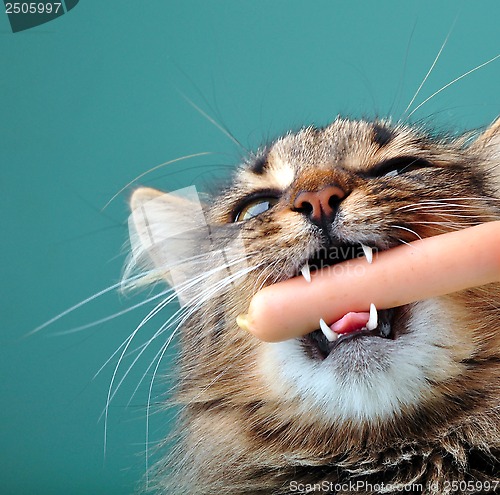 Image of close-up portrait of a cat with frankfurter sausage in its mouth