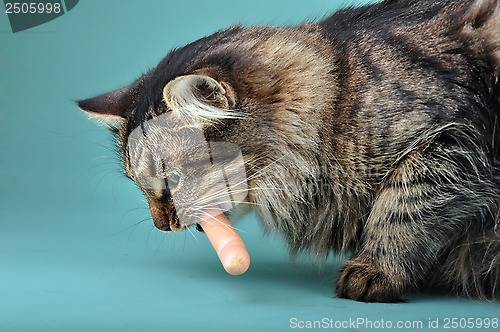 Image of adult cat eats a franfurter sausage