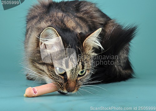 Image of adult cat eats a franfurter sausage