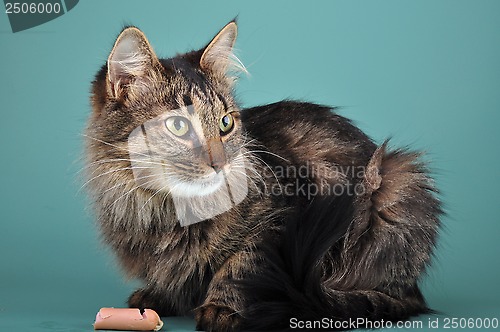 Image of adult cat eats a franfurter sausage