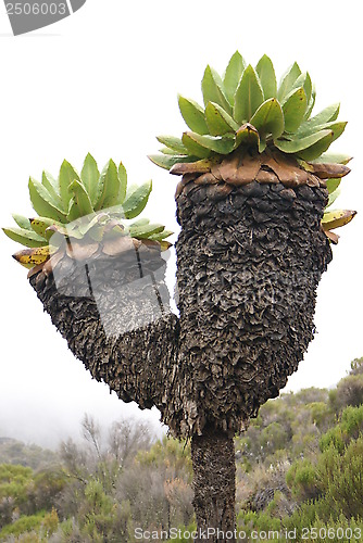 Image of Kilimanjaro