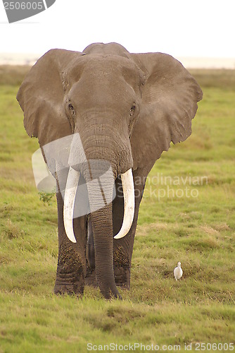 Image of Elefant