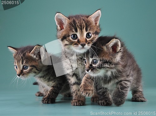 Image of group of cute little kittens