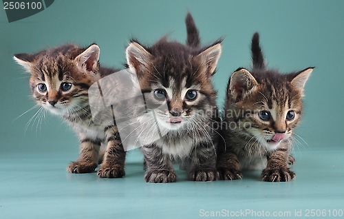 Image of group of three little kittens together