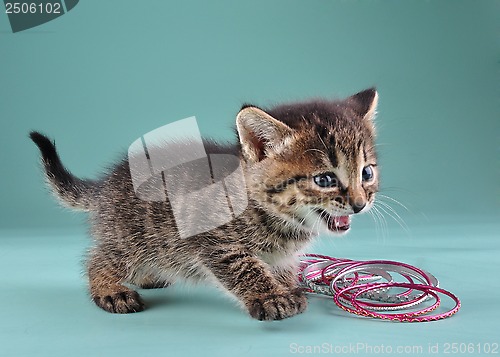 Image of studio portrait of little kitten with Indian bracelets
