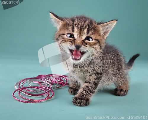 Image of studio portrait of little kitten with Indian bracelets