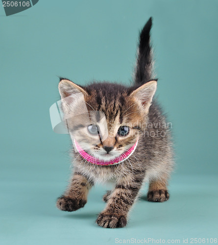 Image of studio portrait of little kitten with Indian bracelets