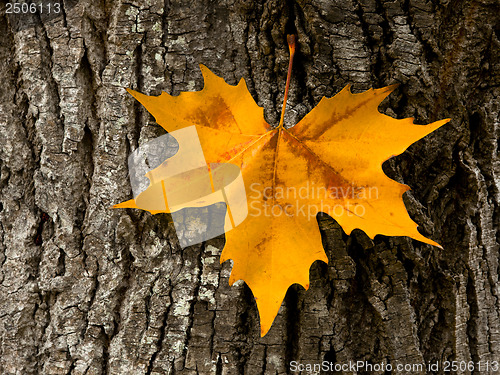 Image of Close-up of a beautiful autumn leaf on a trunk of a tree