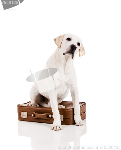 Image of Dog with a suitcase