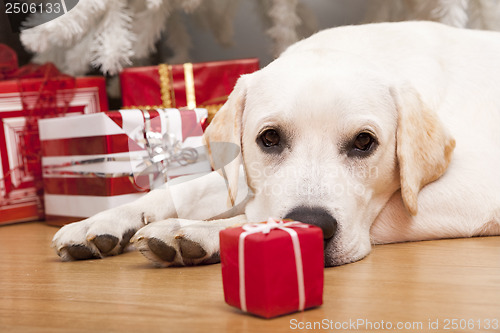 Image of Christmas Dog