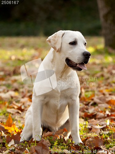 Image of Labrador Retriever