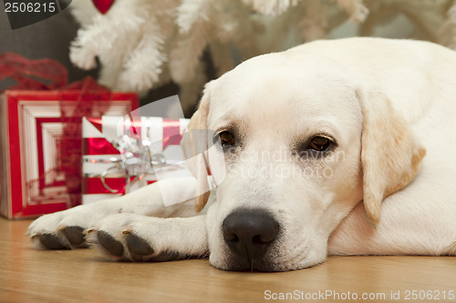 Image of Christmas Dog