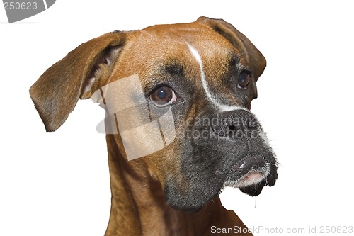 Image of Boxer