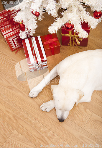 Image of Christmas Dog