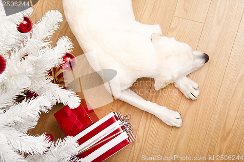 Image of Christmas Dog