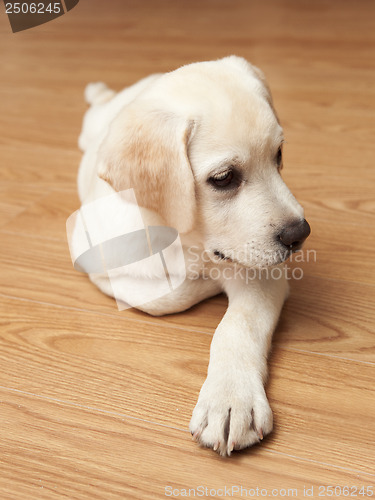 Image of Labrador Puppy