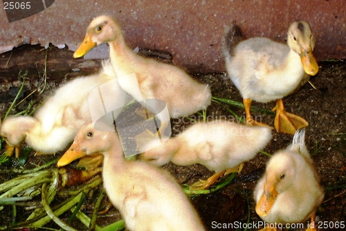 Image of Ducks