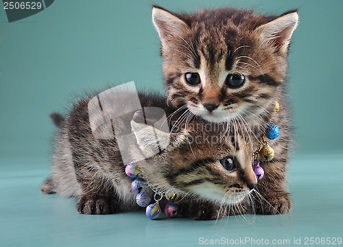 Image of little kittens with small metal jingle bells beads