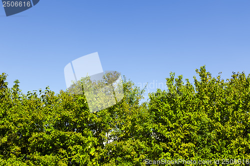 Image of hedge and sky