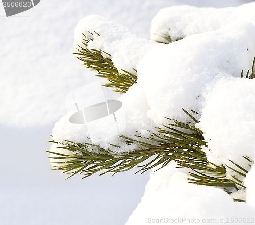 Image of Pine with snow