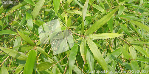 Image of Bamboo picture - panorama