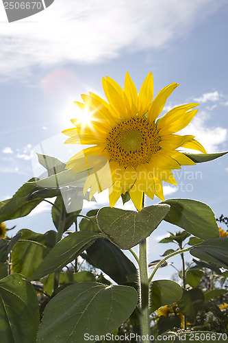 Image of sun flowers