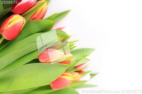 Image of tulip, flowers