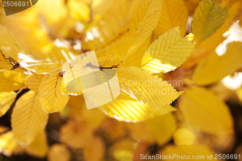 Image of autumn leaves