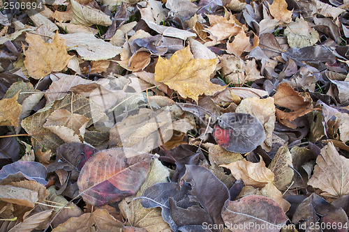 Image of fall leaves texture background