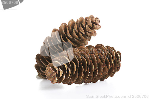 Image of pine cones