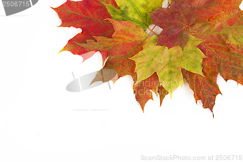 Image of autumn leaves