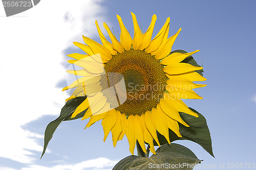 Image of sun flower