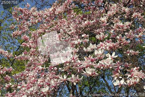 Image of Magnolia tree blossom