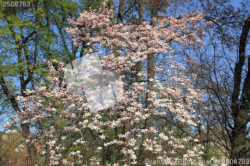 Image of Magnolia tree blossom