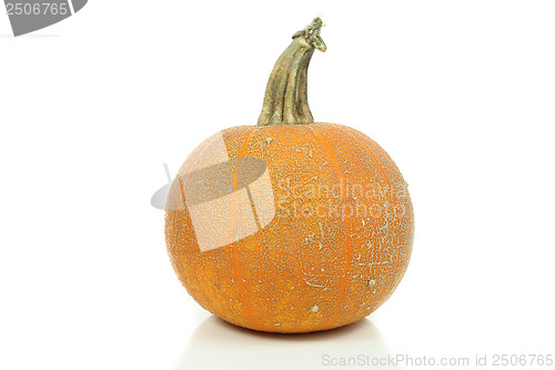 Image of Pumpkin