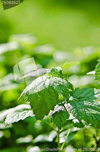 Image of Raspberry leaves with drops of water after a summer rain, close-