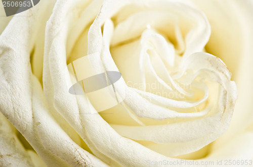 Image of Petals of a white rose a close up