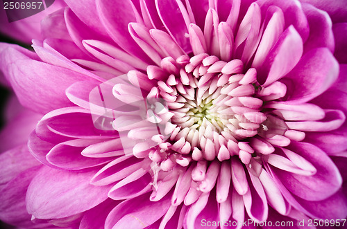 Image of Petals of a pink chrysanthemum a close up