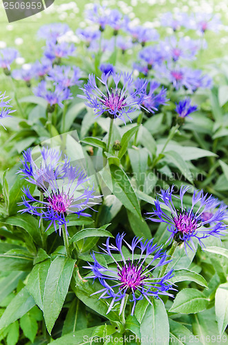 Image of Beautiful cornflowers in the meadow, close-up